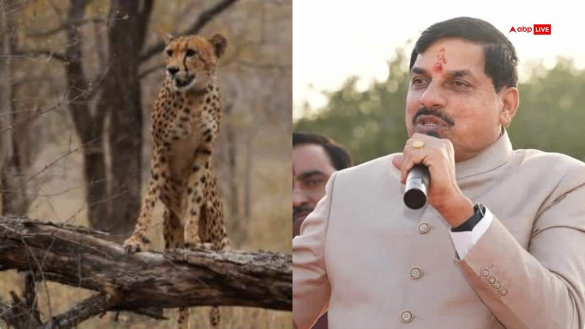 कूनो नेशनल पार्क में जन्मी चीता ‘मुखी’ हुई तीन साल की, CM मोहन यादव ने बताया गौरव का पल