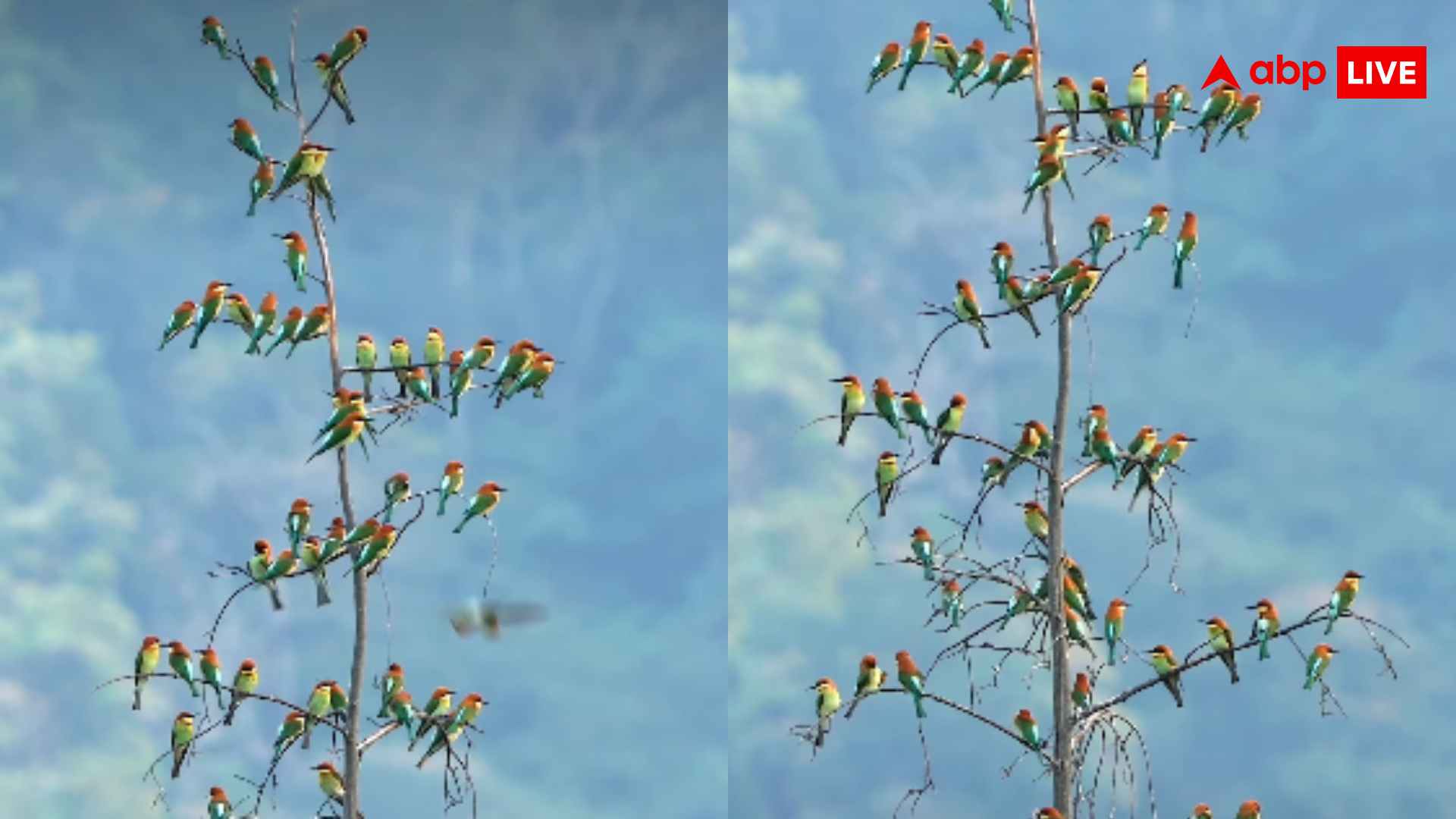 यूजर कंफ्यूज.. सच है या AI? पेड़ पर हजारों पक्षियों का ऑर्केस्ट्रा, सोशल मीडिया पर वीडियो वायरल